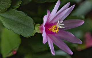 Pink flower yellow center green 15 - brenda chamberlain free wallpaper