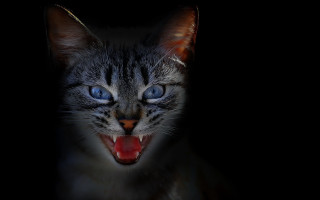 Gothic cat open mouth blue - mouth wide open free wallpaper