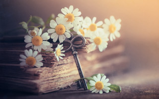 Daisies book key floral background - the book free wallpaper