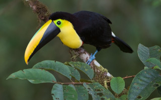 Black yellow bird branch leaves - alan pollack free wallpaper