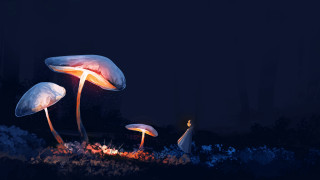 Glowing mushrooms firelight forest night - the dark free wallpaper for desktop