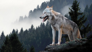 Wolf rock open mouth forest - tongue free wallpaper for desktop