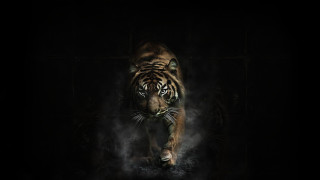 Tiger smoke darkroom wildlife digitalpainting - a digital painting free wallpaper for desktop