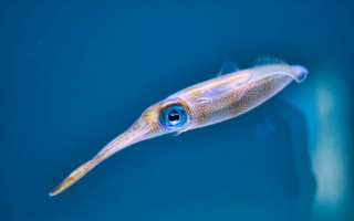 Squid blue eye floating bioluminescent - free animals wallpaper