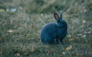 Blue rabbit grass camera naturalism - the camera lense free wallpaper