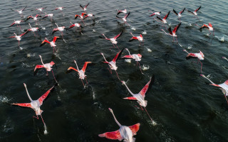 Flock pink white birds lake - a shore line free wallpaper for desktop