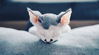 Cat couch adorable blurry fence - aestheticism free wallpaper for desktop