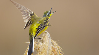Birds standing on plant open - their beak free wallpaper