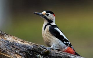 Redhead blackbird treebranch moss beach - a red head free wallpaper