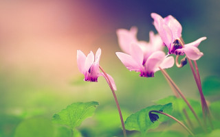 Flower butterfly macro nature blurry - a close up of a flower free wallpaper for desktop