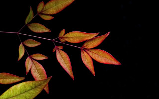 Red leaves branch butterfly lily - choi buk free wallpaper