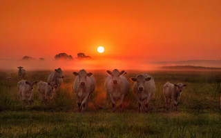 Cows sunset fog field art - the sun in the background free wallpaper for desktop