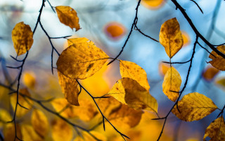 Yellow leaves tree branch blue - a tree branch free wallpaper for desktop