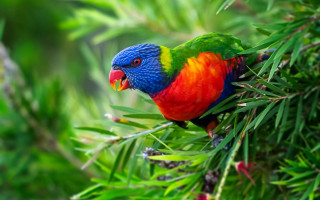 Colorful bird perched branch forest 3 - colour free wallpaper for desktop