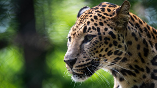 Leopard distant gaze blurry background 2 - the background and a blurry background free wallpaper for desktop