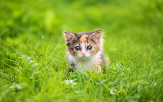 Kitten grass blue eyes blurry - cute free wallpaper for desktop
