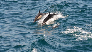 Dolphin swimming mouth open water - its mouth open free wallpaper for desktop