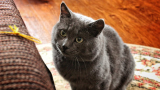 Gray cat rug couch yellow - a yellow ribbon free wallpaper
