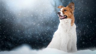 Dog snow winter furry art - his mouth open free wallpaper