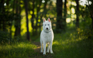White dog forest bokeh nature - the middle of a forest free wallpaper for desktop