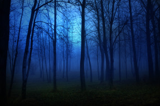 Dark moonlit forest bamboo trees - a dark forest free wallpaper