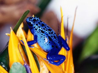 Blue frog yellow flower green - rich vivid color free wallpaper