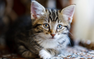 Blue eyed sad kitten on - a rug free wallpaper