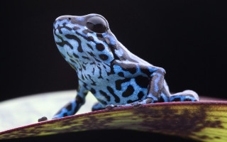 Blue black frog leaf black - frog free wallpaper