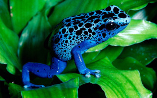 Blue black frog green leafy - frog free wallpaper