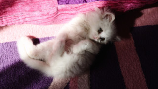 White kitten laying purple pink - farid mansour free wallpaper