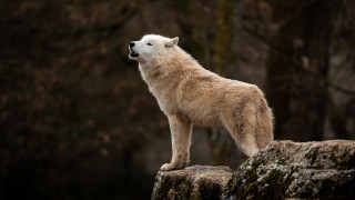White wolf rock forest black - a white wolf free wallpaper