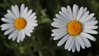 White flowers field macro blurry - yellow center free wallpaper for desktop