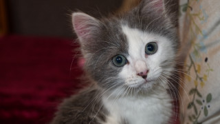 Small cat blue eyes cushion - a serious look free wallpaper