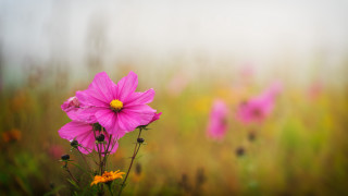 Pink flower field bokeh impressionist - the foreground and a blurry background free wallpaper