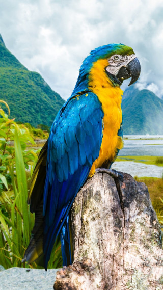 Blue yellow parrot tree stump - animal photography free wallpaper for mobile