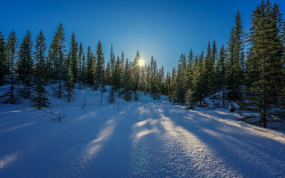 Snow covered forest path sunlight - anamorphic free wallpaper
