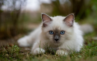 White kitten blue eyes curious 5 - a white kitten free wallpaper for desktop