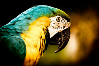 Parrot closeup black background blurry - a black background and a blurry background behind free wallpaper