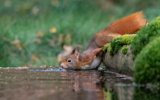 Squirrel drinking water pond grass - a pond free wallpaper