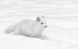 White fox snow winter camera - a white fox free wallpaper