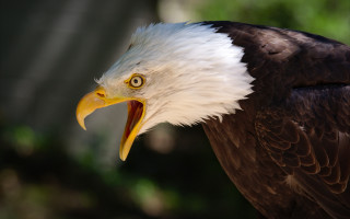 Bald eagle yellow beak white 5 - a white head free wallpaper