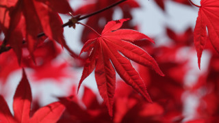 Red leaf macro blurry background - a red leaf free wallpaper