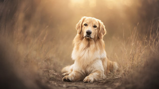 Dog field tallgrass sunlight renaissance - renaissance free wallpaper for desktop