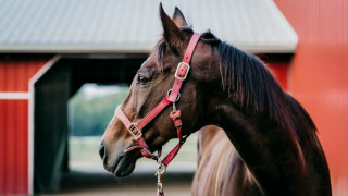 Horse red barn shallow depth - a red roof free wallpaper