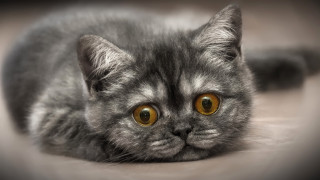 Gray cat yellow eyes sad 6 - a sad look free wallpaper