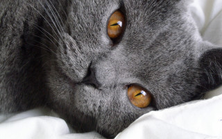 Cat brown eyed laying bed - a white blanket free wallpaper