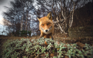 Red fox woods fall camera - the camera len free wallpaper