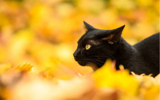 Black cat autumn leaves curious 2 - a field of leaves free wallpaper for desktop