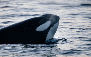 Whale water sky moon stars - a whale free wallpaper