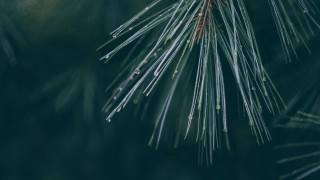 Pine branch water drops macro 3 - a pine tree branch free wallpaper